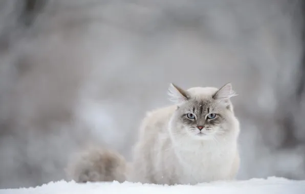 Picture cat, look, snow
