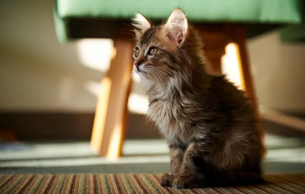 Look, carpet, floor, kitty, sitting, looks, taburetka