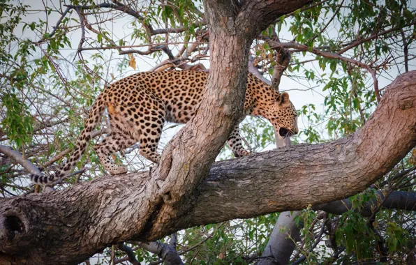 Predator, leopard, wild cat, on the tree