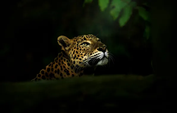 Look, face, leaves, darkness, the dark background, portrait, leopard, log