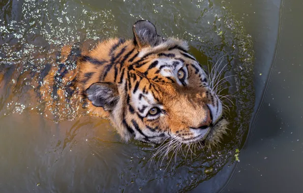 Picture look, face, water, tiger, bathing, pond, swimming, bokeh