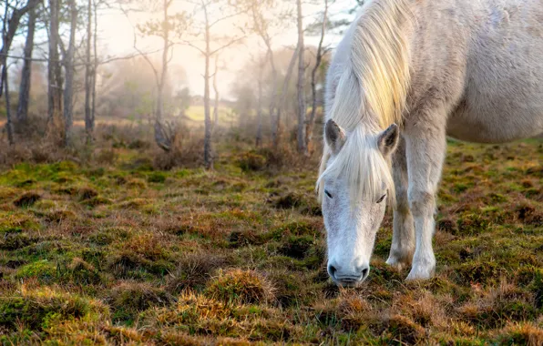 Autumn, grass, face, nature, horse, glade, horse, pony