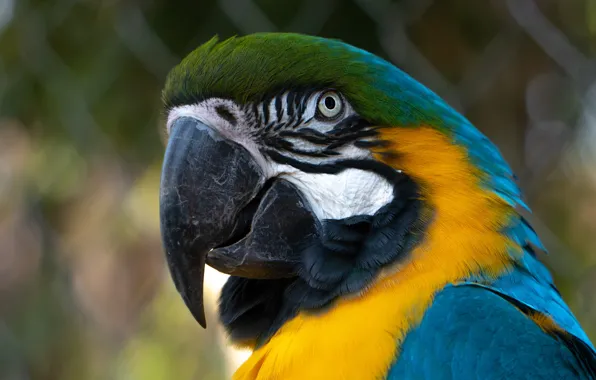 Picture look, background, mesh, bird, portrait, parrot, bokeh, Ara