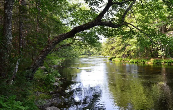 Greens, landscape, nature, river, beauty, spring