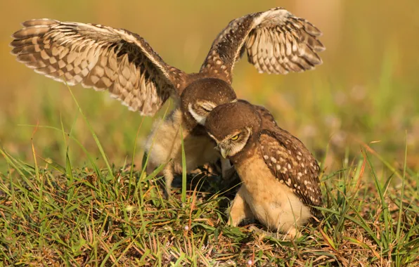 Grass, birds, pose, wings, owls, a couple, two, stroke