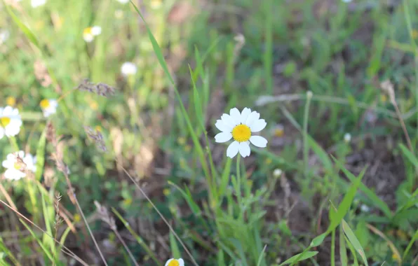 Glade, spring, Daisy