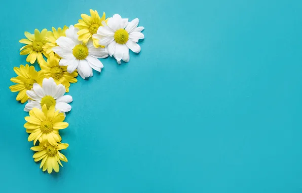 Picture flowers, background, chamomile, flowers, spring, composition