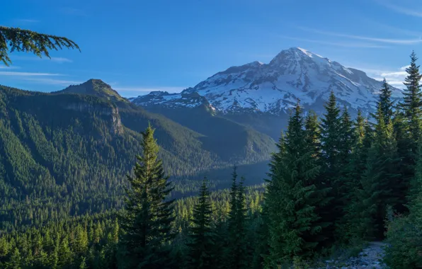 Forest, mountains, USA, Mount Rainier