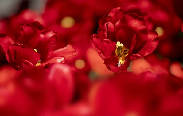 Light, flowers, blur, spring, petals, tulips, red, bokeh