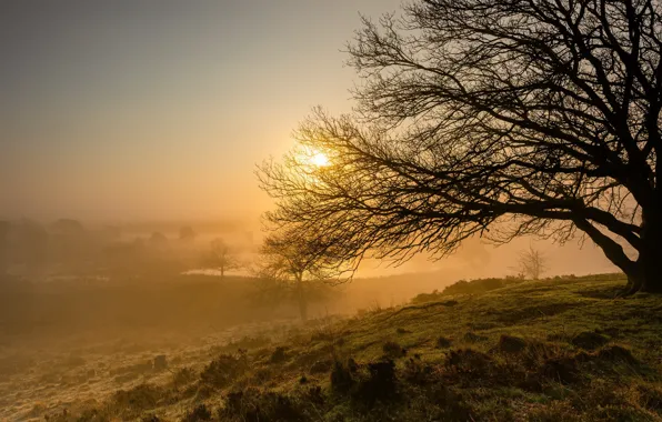 Picture trees, nature, fog