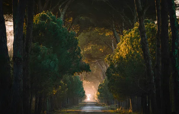 Road, forest, the sun, trees, alley, Italy, Tuscany