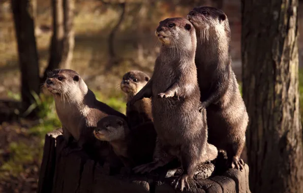 Forest, light, pose, stump, stand, cubs, otter, otters