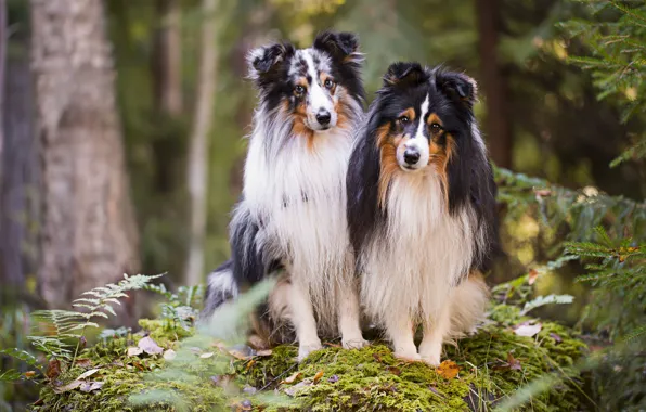 Dogs, look, nature, pose, a couple, Duo, collie, two dogs