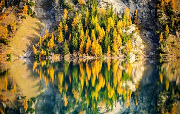 Picture trees, nature, autumn, adorable reflection