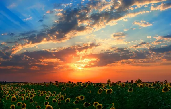 Picture field, the sky, the sun, clouds, sunflowers, sunset, horizon