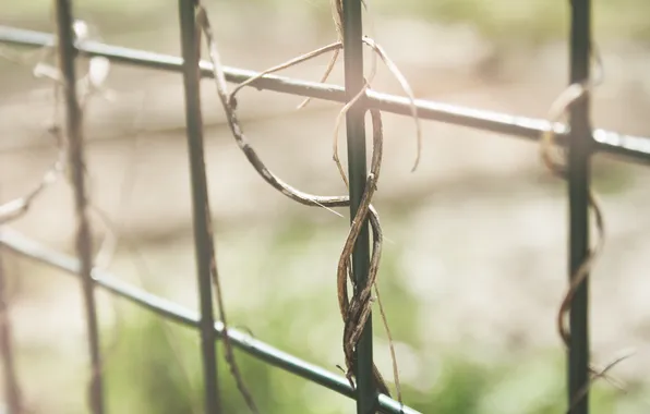 The fence, plant, fence, rods