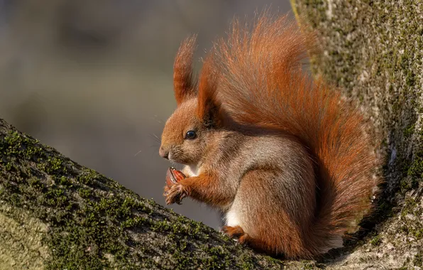 Look, nature, pose, tree, sweetheart, walnut, protein, red
