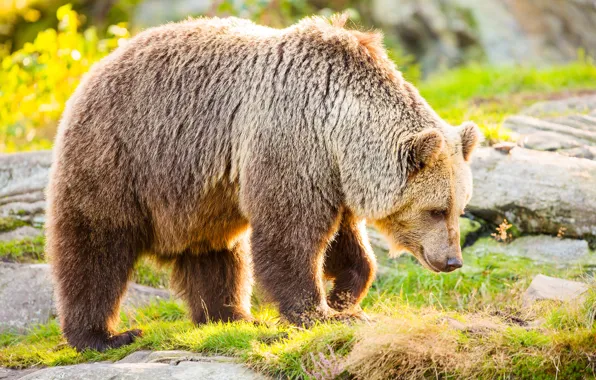 Grass, the sun, bear, brown