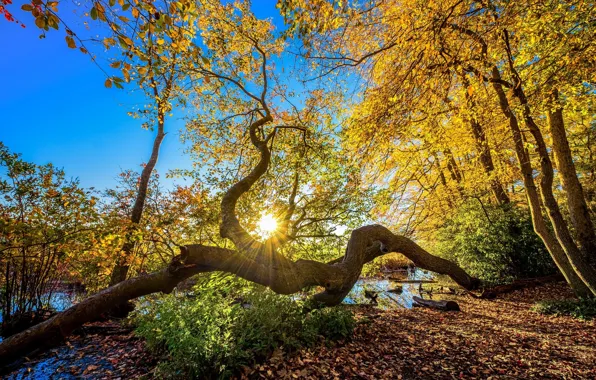 Picture autumn, the sun, trees