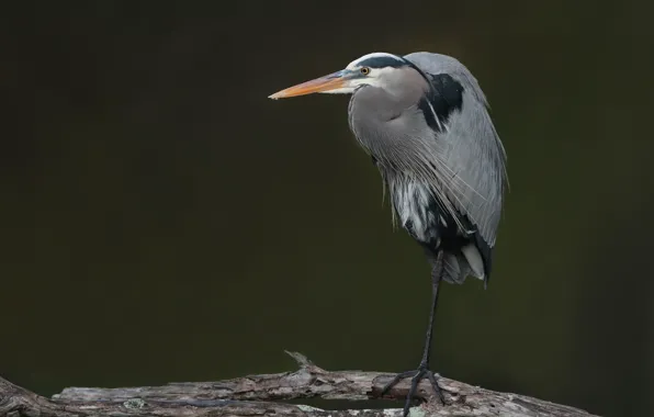 Background, bird, Heron
