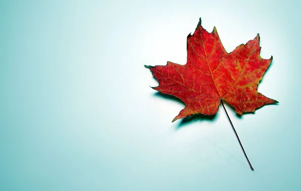 Red, blue background, maple, autumn leaf