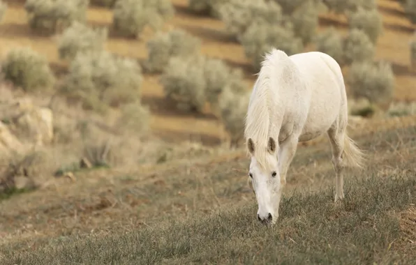 Field, white, grass, horse, horse, pasture, bokeh, grazing