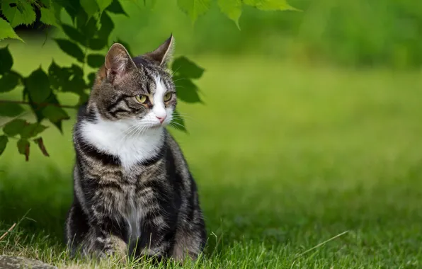 Picture greens, grass, cat, nature