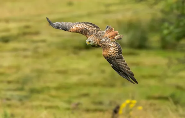 Picture predator, flight, wings, bird, red kite