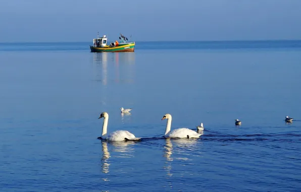 White, swan, bird, lake