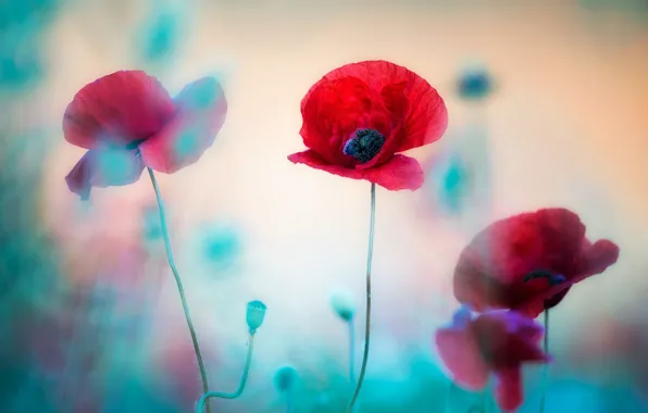 Picture summer, light, flowers, red, blue, Mac, Maki, blur