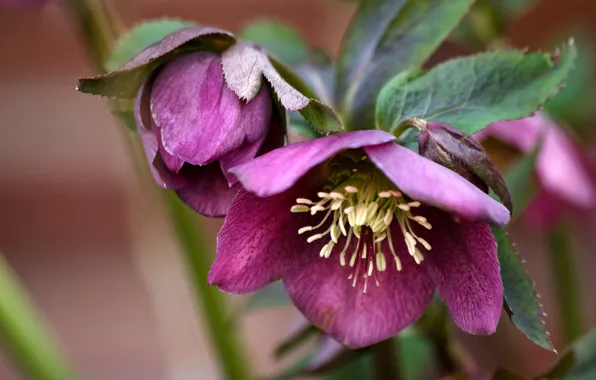 Flowers, hellebore, Helleborus