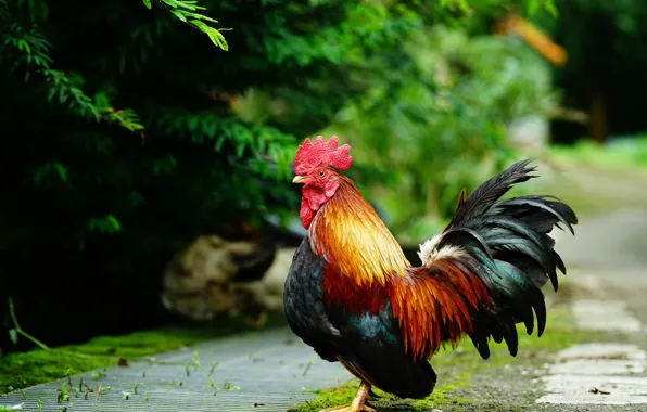 Leaves, nature, bird, garden, track, the bushes, cock, cock