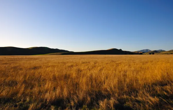 Wheat, field, the sky, mountains