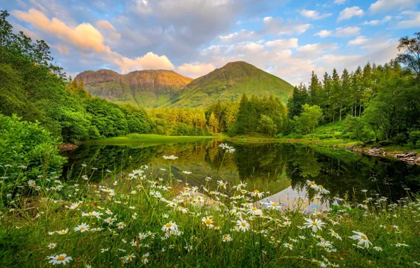 Greens, field, forest, summer, clouds, flowers, mountains, lake