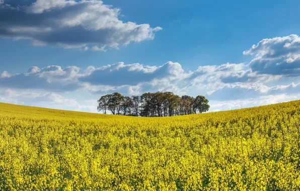 Picture summer, rape, field