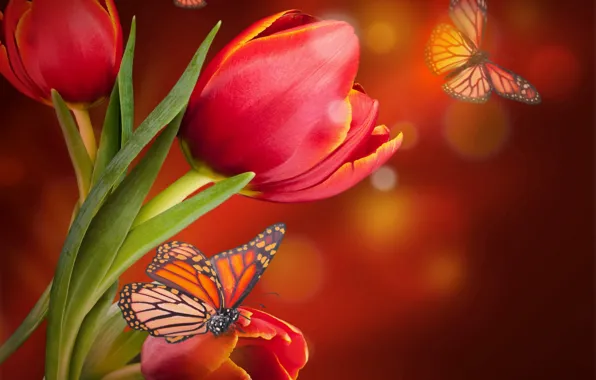 Picture butterfly, tulips, red, blossom, flowers, tulips, butterflies