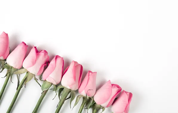 White, background, roses, Pink, pink, buds, roses