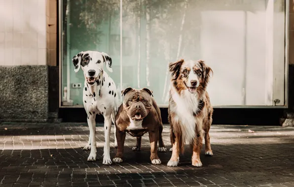Dogs, look, the city, street, dog, bulldog, Dalmatians, the sidewalk