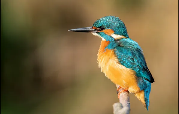 Picture the sun, close-up, branches, background, bird, bokeh, Kingfisher