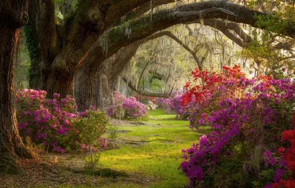 Picture trees, Park, South Carolina, flowering