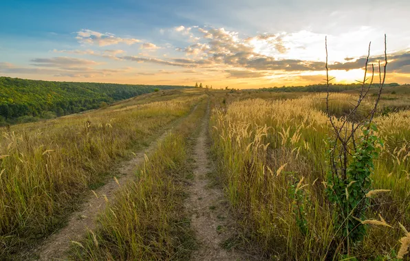 Road, field, forest, sunset, nature