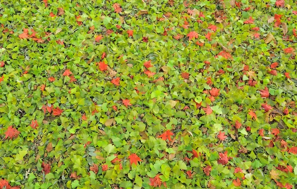 Picture autumn, leaves, nature, foliage, texture, Nakajima-Koen Park