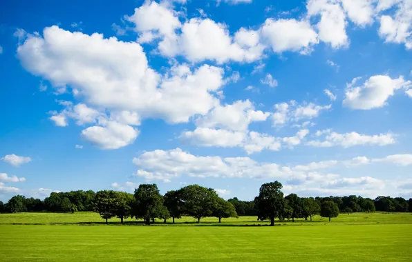 Greens, field, the sky, clouds, tree, a lot, Peace Of Nature