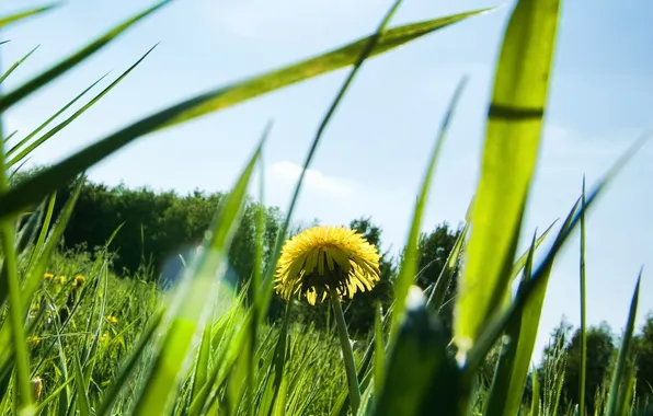 Summer, grass, leaves, the sun, macro, rays, nature, photo