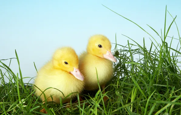 Picture grass, stay, Ducklings