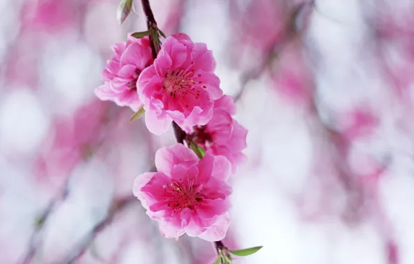 Flowers, branch, pink, flowering