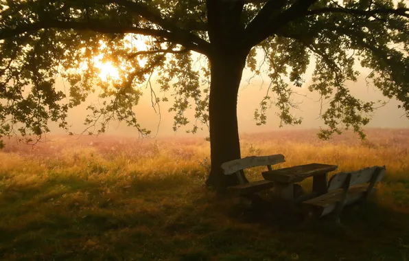 Field, grass, the sun, light, fog, table, tree, dawn