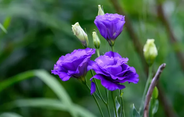 Leaves, flowers, purple, buds, green background, lilac, bokeh, eustoma