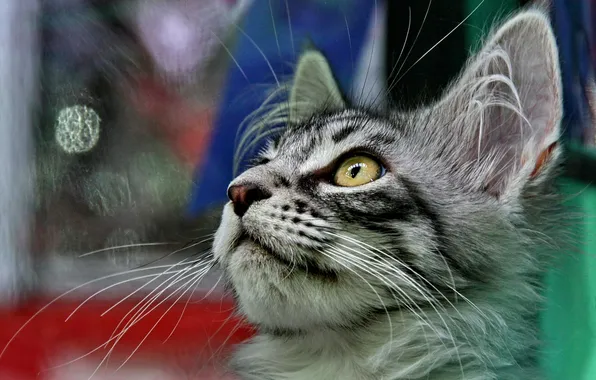 Cat, cat, look, pose, grey, portrait, face, bokeh