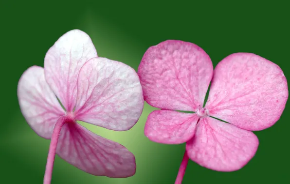 Green, pink, Petals